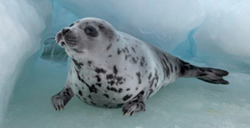 Harp seal pup in Atlantic Canada