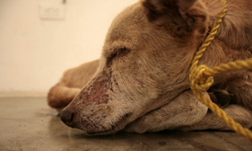Street dog used in art exhibit