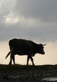 Silhouette of cow in field