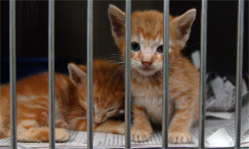 Two kittens at a Mississippi animal shelter