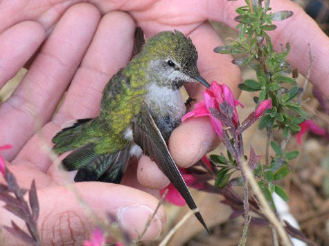 Your Best Shot rescued hummingbird