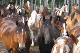 Rescued horses who will soon find a new home at The HSUS's Duchess Sanctuary