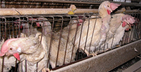 Egg-laying hens confined in battery cage
