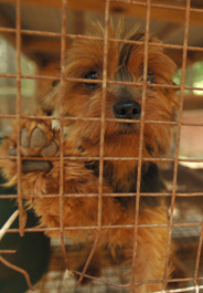 Yorkie dog rescued from a puppy mill in Tennessee