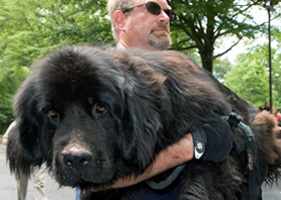 Newfoundland dog rescued from Tennessee puppy mill