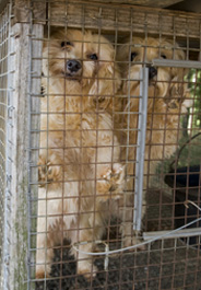 Two dogs at Tennessee puppy mill
