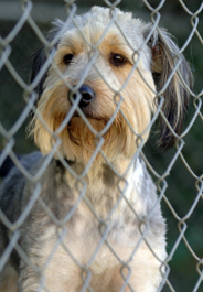 Wheaten terrier dog at animal shelter