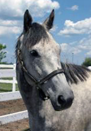 Former Thoroughbred racehorse available for adoption