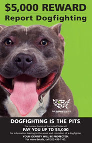 HSUS Report Dogfighting poster