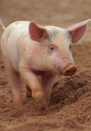 Pig running in dirt
