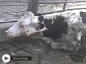 HSUS video of downed cows abused at Hallmark/Westland slaughter plant