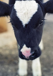 Baby cow