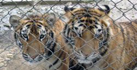 Two tigers behind fence
