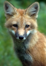 Fox's face