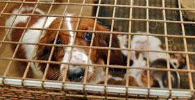 1,000 More Reasons to Stop Puppy Mills