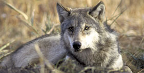 Gray wolf in field