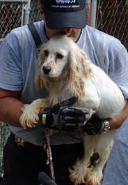 Spaniel dog rescued from W. Va. puppy mill