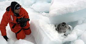 Nigel Barker photographs baby harp seals in Atlantic Canada