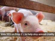 Vote YES! on Prop 2 to help stop animal cruelty