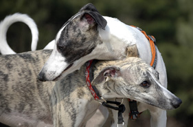 Two greyhounds
