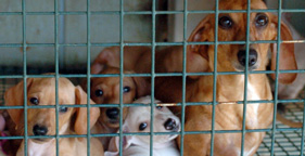 A dog and her puppies at a W. Va. puppy mill