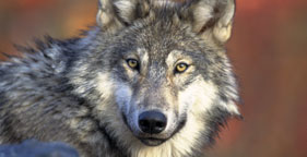 Wolves Win: Federal Court Reinstates Protections