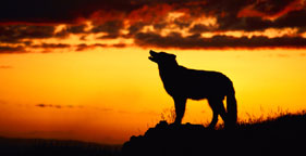 Silhouette of wolf