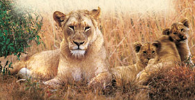 Mother lioness and cubs from African Critters