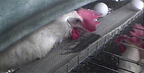 Hen trapped in battery cage from Mercy for Animals investigation at Norco Ranch