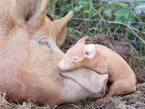 Mother pig and piglet credit iStockphoto