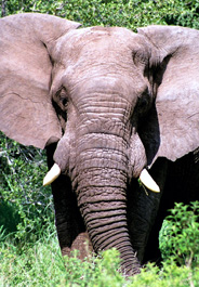 Elephant in brush