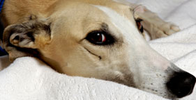 White and tan greyhound
