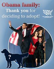 Yes We Can (Adopt)