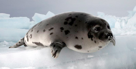 Photo of baby harp seal by Nigel Barker