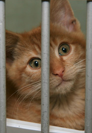 Yellow tabby kitten at shelter