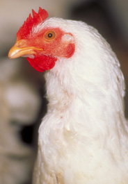 Photo of chicken's face