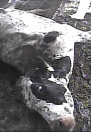 Downer cow in trailer at Hallmark/Westland slaughter plant