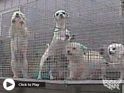 Tell Petland to Stop Selling Puppies -- Watch This Video, Then Take Action