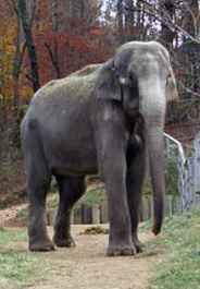 Ned at The Elephant Sanctuary