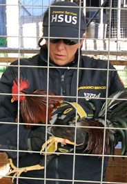 The HSUS assists in raid of alleged cockfighting operation in McKinleyville, Calif.