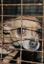 Dog rescued from puppy mill in Quebec