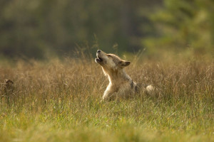 Pack of Scientists Urges Congress to Leave Wolves, ESA Alone