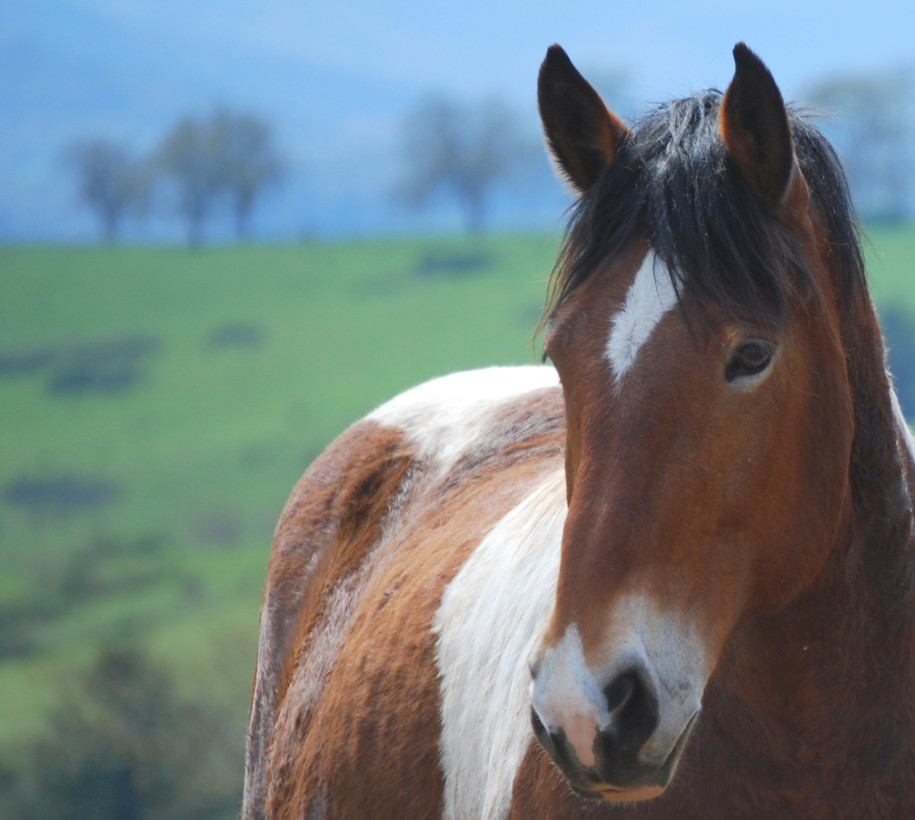 Equine Protection Gains and Challenges in 2014