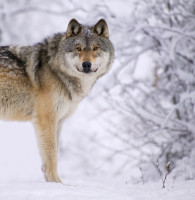 Breaking News: Federal Court Restores Protections for Great Lakes Wolves, Ends Trophy Hunting and Commercial Trapping