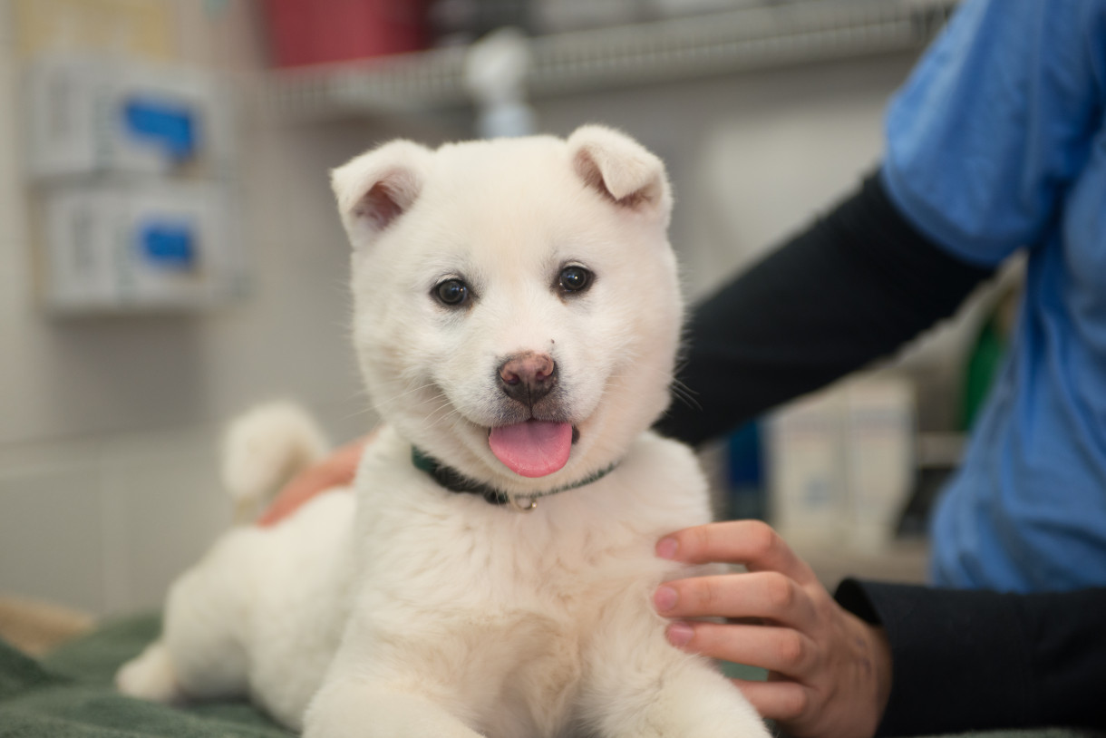 The Snowball Effect: HSI Rescuers Take 23 Dogs Off the Menu in South Korea
