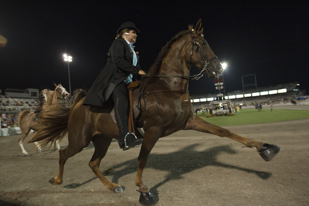 ‘Celebrating’ Corruption and Horse Abuse at Main Tennessee Walking Horse Show Event