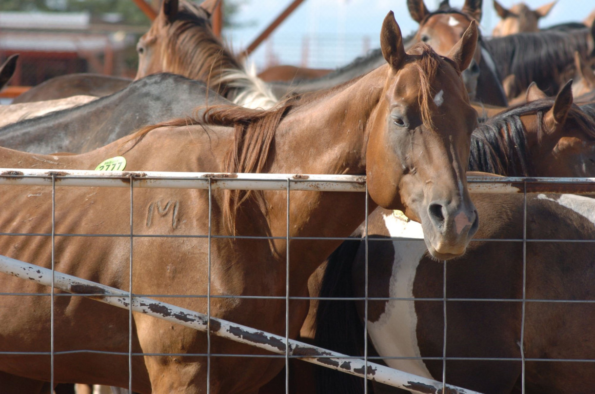 Exposing ‘Kill Buyers’ Who Feed the Horse Slaughter Pipeline