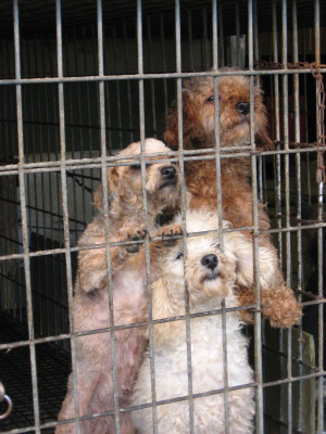puppy mill dogs