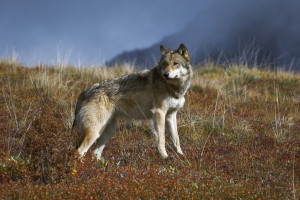 An Epidemic of Unprovoked Human Attacks on Wolves