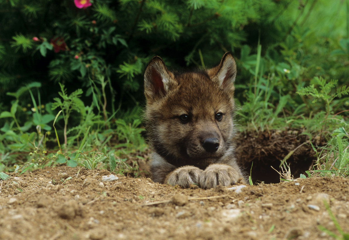 Indian Tribes, Others Stand Up for Wolves